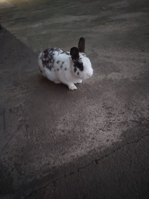 Karlik zotli sherigi bn sotladi 200 000 dan