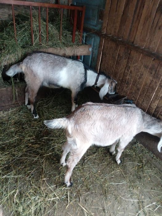 Vind ied si iada anglonubiene si una sannen cu iada de o luna