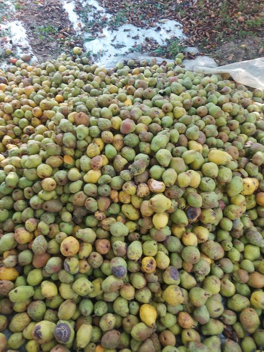 Prune tuica anaspet și pere gutui