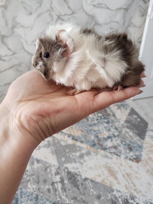 Продам морскую свинку мальчик