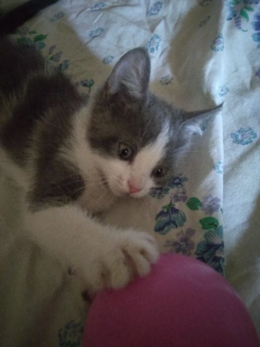 Красивый котёнок
