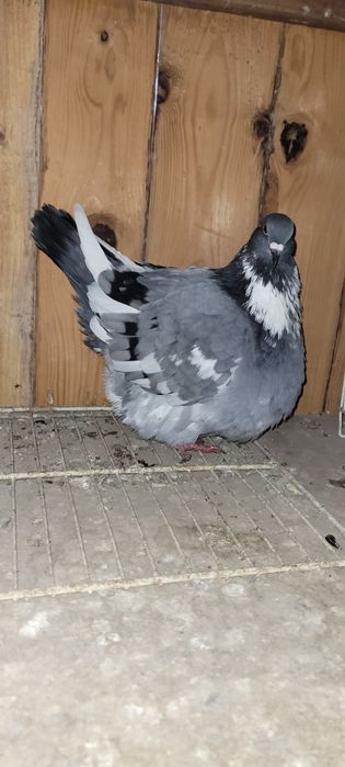 Porumbei mondaini francez