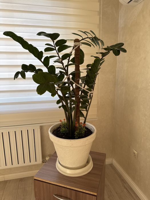 Светы в хорошем состоянии