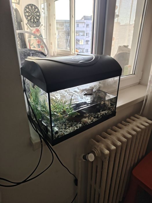 Acvariu cu broscuțe testoase