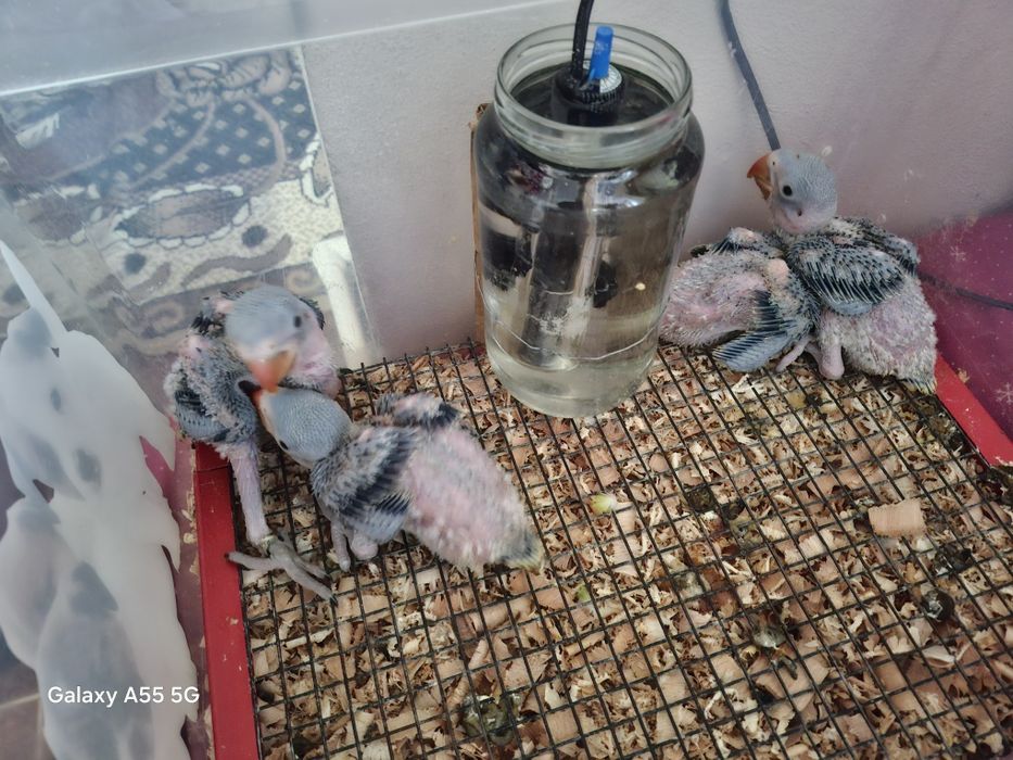 Pui papagali marele alexandru blanzi crescuți la seringa