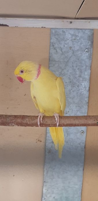 Papagali disponibili micul alexandru,rosele și nimfe