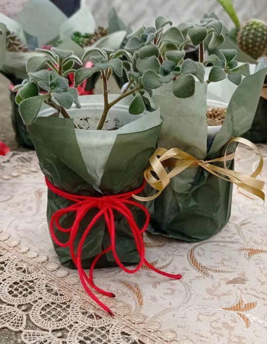 Цветя за 8-ми март, цвете за градината, седуми в саксия, кактуси