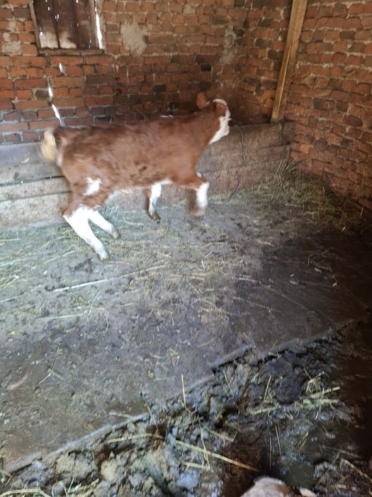 Vițea și tractor de vanzare