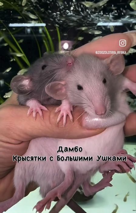 Крысята Дамбо Малыши