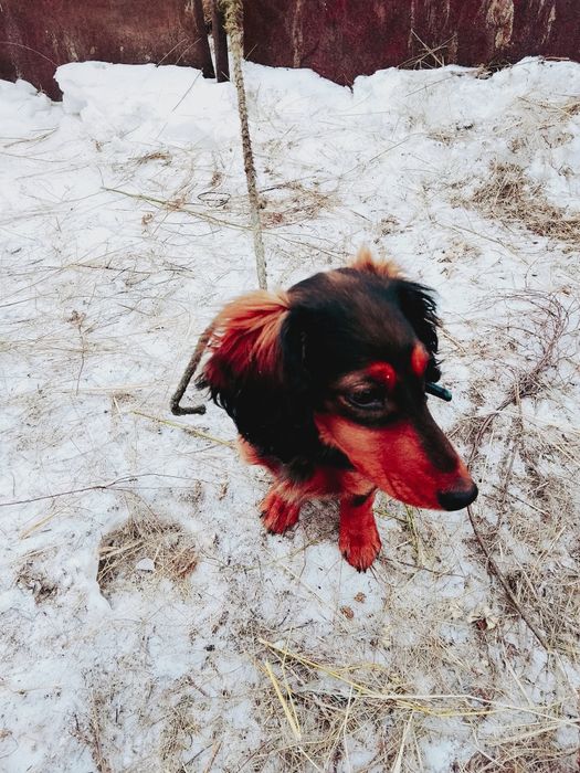 Продам сабаку охотничьи