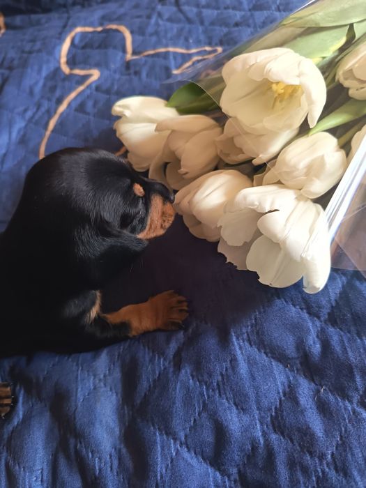 Щенок мраморной минитаксы