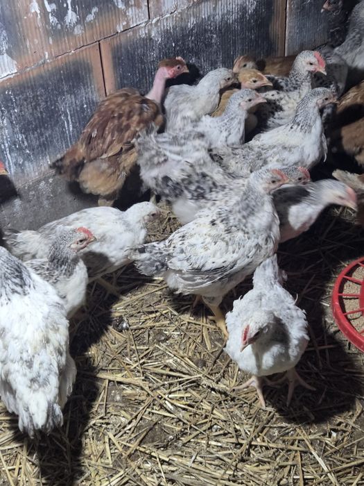 Vând puicuțe și cocoșei Monaco