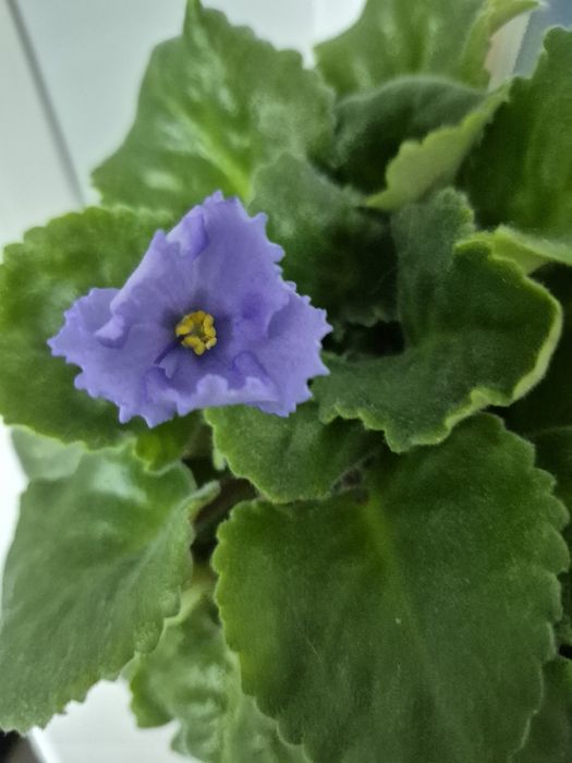 Фиалка кружевная