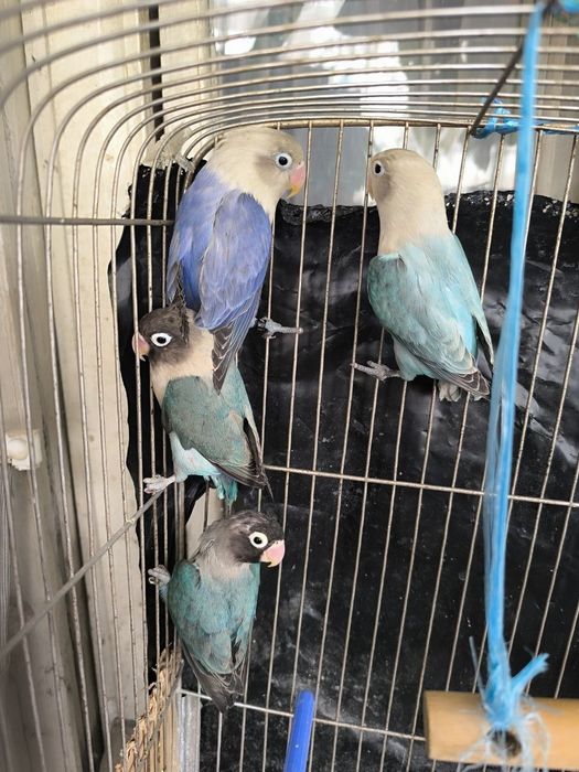 Продаются волнистые