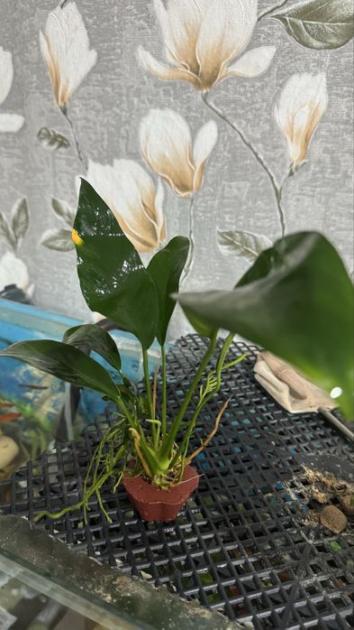 Продам растения аквариумные куст 1500 т