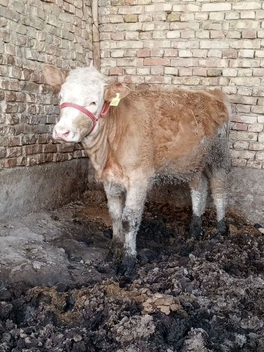 Сериал ґуложин сотилади 7 ойлик