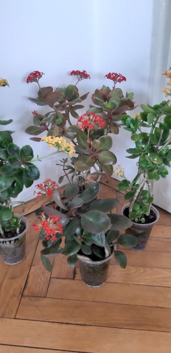 Дърво живота,амарилис,каланхое,индрише,мушкато,хлорофитум,традисканция
