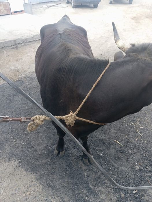 Продам корову на откорме