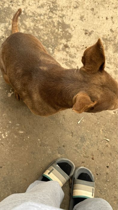 Стаффорд порода, отдадим в хорошие, надежнын руки