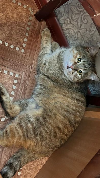 Отдам в добрые руки