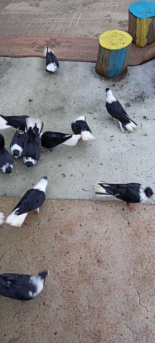 Сливенски герданлии