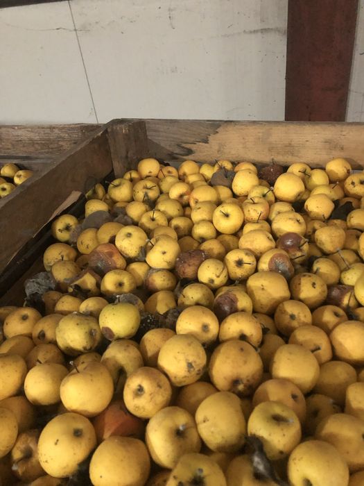 Vand mere Golden ideale pentru tuica sau suc