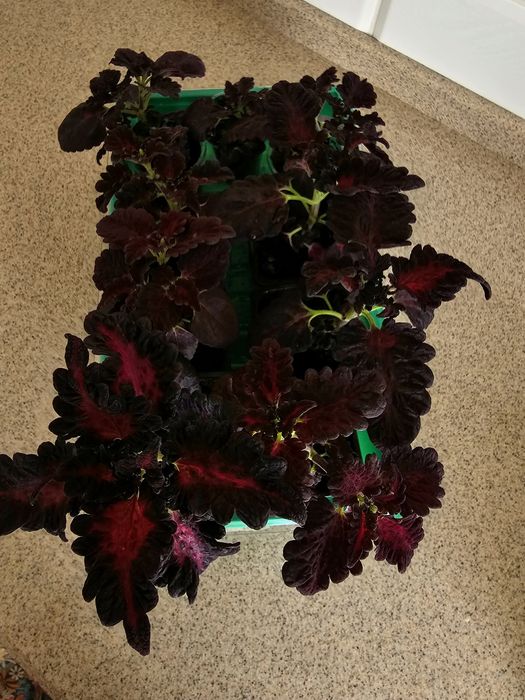 Колеус 500 тг...