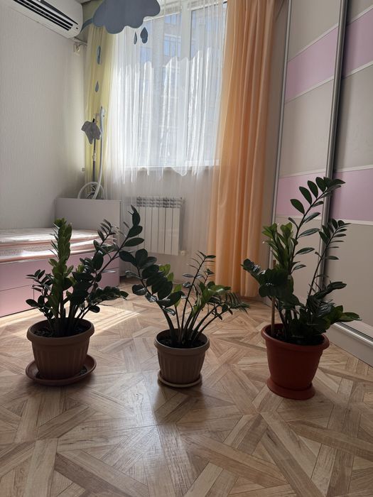 Продаются комнатные цветы