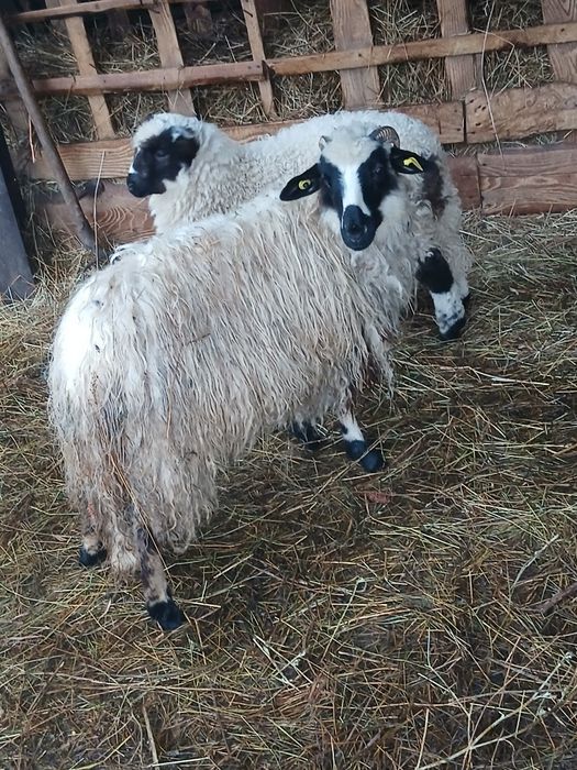 Vind 2 oi tinere cu miel,și 2 noatine breze si un berbec