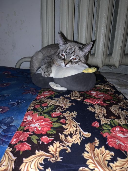 Ищем хорошего хозяина для моей кошки !