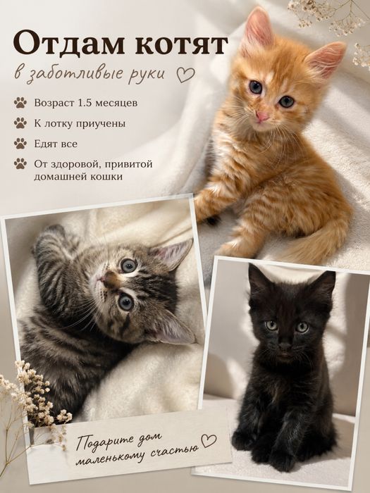 Отдам котят в хорошие руки