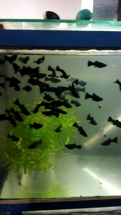 Продаются молинезии оптом по 3000 за ш тотуку