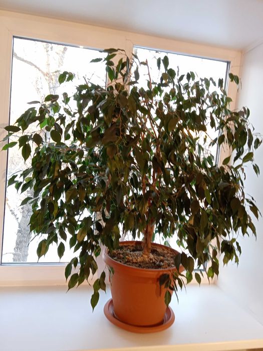 Фикус Бенджамина.