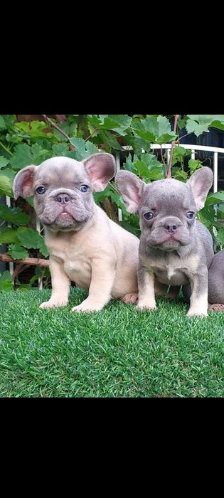Французики бульдог