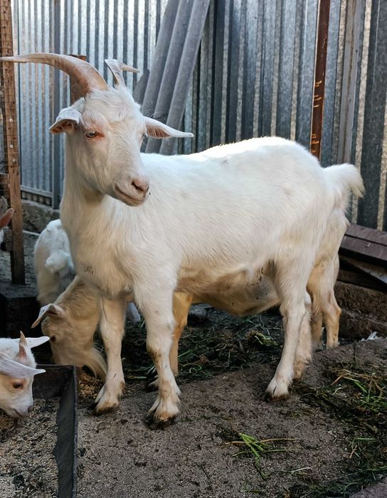 Коза Зааненская (молочная)
