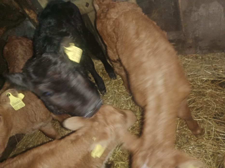 Продам бычки и телята