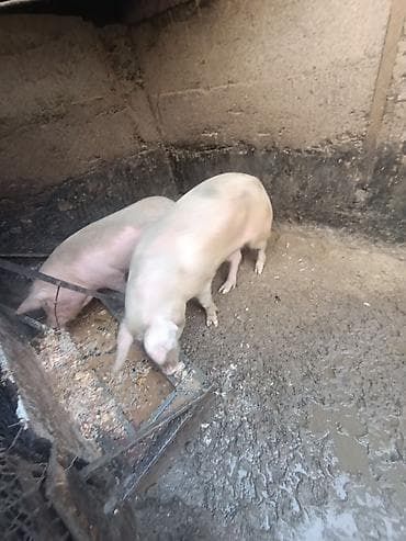 Продам  кабона 6 месяц