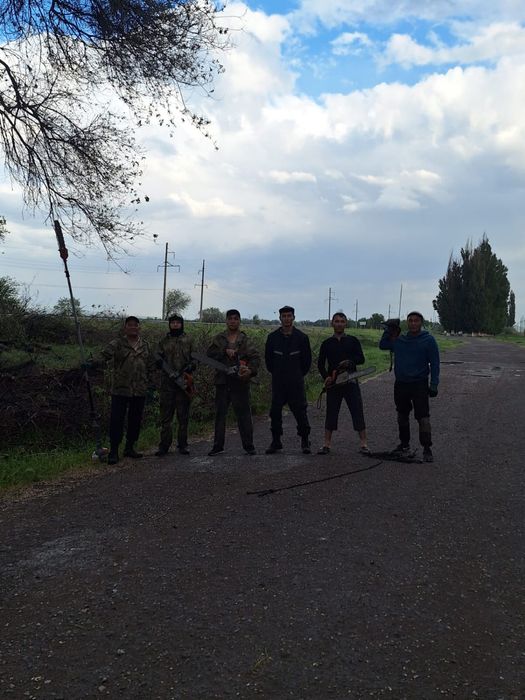 Спил вывоз выкарчёвка деревьев