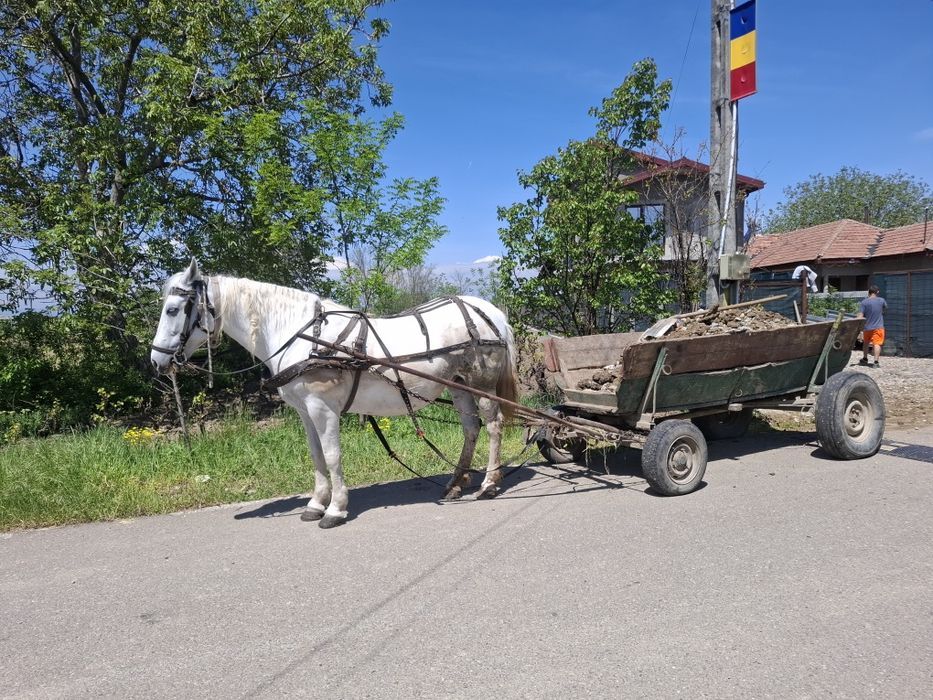Cal de vânzare, iapă