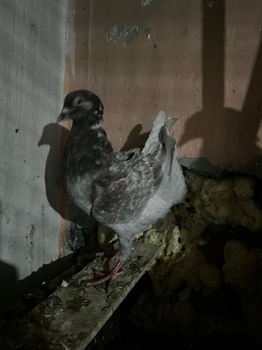 Голуби оптом заберайте