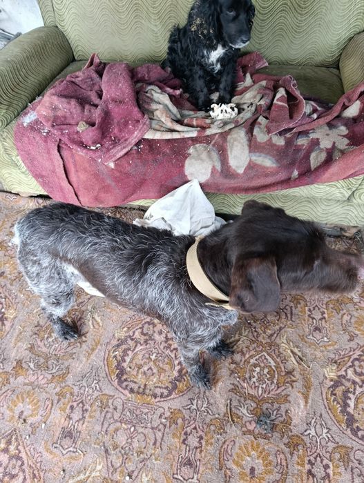 Потерялась собака, породы дратхар/сука