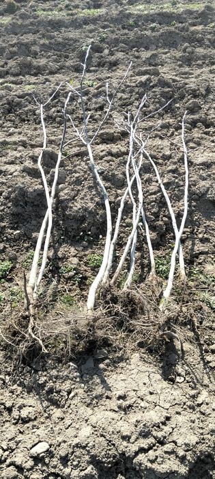 Puiet nuci viguroși și plug