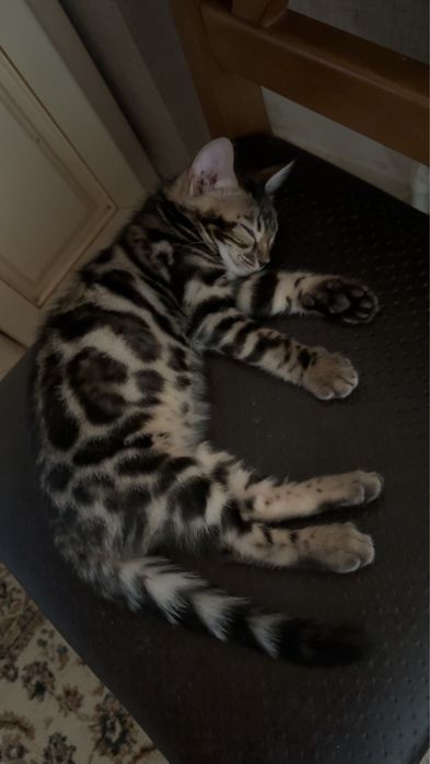 Бенгальская кошка