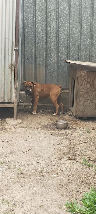 Продам кобеля немецкий боксер