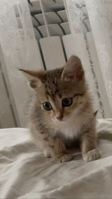 Отдам котёнка, мальчик