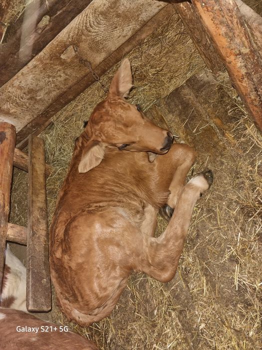 Vând 2 vițele rasa bălțată