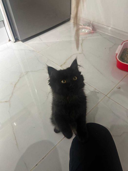 Котенок 2 месяца девочка