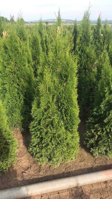 Продавам туя и вечнозелени храсти