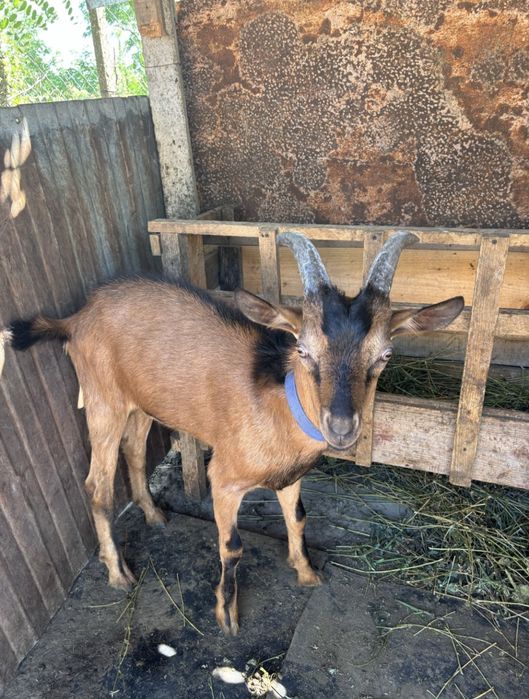 Vand tap Francez-Alpin original