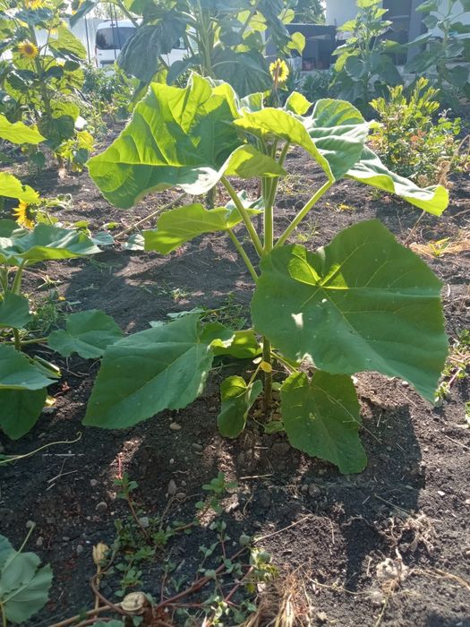 Paulownia de 1-3 m